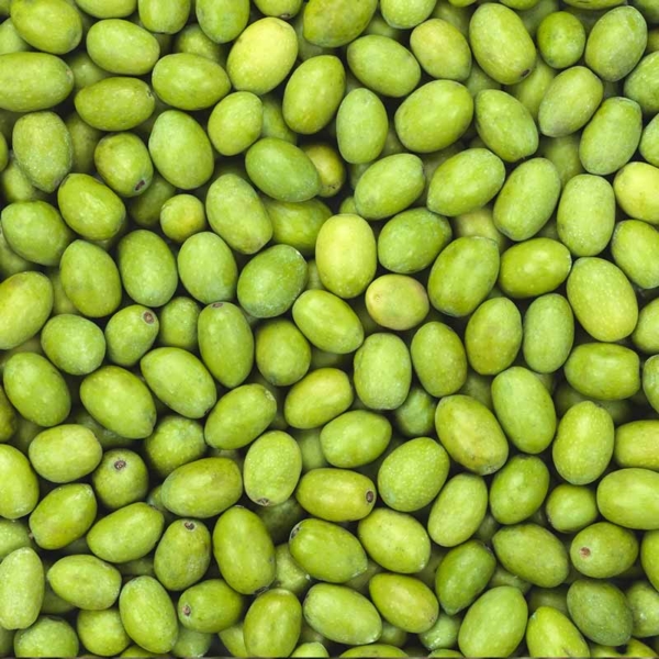 olive verdi siciliane per olio extra vergine biologico
